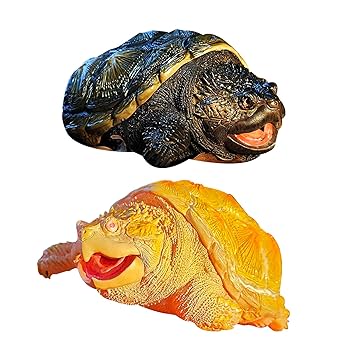 Amazon | BACALYSO |フロリダカミツキガメ 9cm級 亀 異色